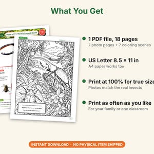 Giant Beetle Coloring Pages, Printable PDF, Hercules, Titan, Goliath & Stag Beetles With Actual-Size Photos, Kids Insect Activity image 5