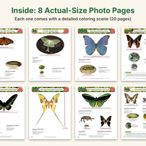 Butterfly & Moth Coloring Pages, Printable PDF, Monarch, Blue Morpho, Luna Moth With Actual-Size Photos, Kids Nature Study image 3