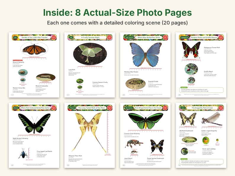 Butterfly & Moth Coloring Pages, Printable PDF, Monarch, Blue Morpho, Luna Moth With Actual-Size Photos, Kids Nature Study image 3