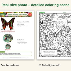 Butterfly & Moth Coloring Pages, Printable PDF, Monarch, Blue Morpho, Luna Moth With Actual-Size Photos, Kids Nature Study image 2