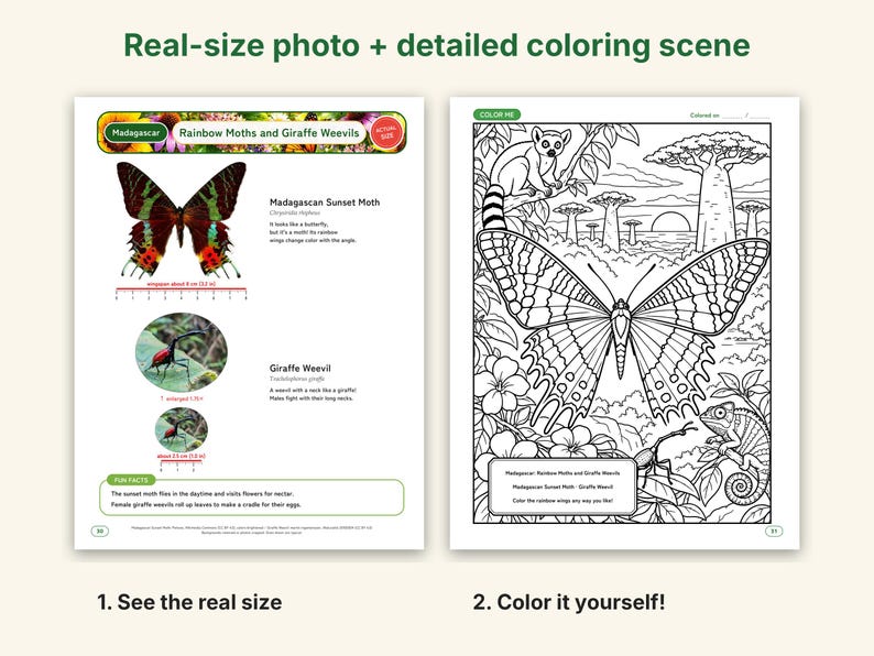 Butterfly & Moth Coloring Pages, Printable PDF, Monarch, Blue Morpho, Luna Moth With Actual-Size Photos, Kids Nature Study image 2