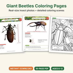 Giant Beetle Coloring Pages, Printable PDF, Hercules, Titan, Goliath & Stag Beetles With Actual-Size Photos, Kids Insect Activity image 1