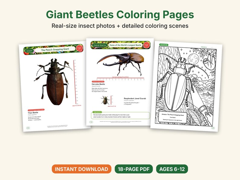 Giant Beetle Coloring Pages, Printable PDF, Hercules, Titan, Goliath & Stag Beetles With Actual-Size Photos, Kids Insect Activity image 1