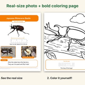 Puede incluir: Hoja de actividades educativa con un escarabajo rinoceronte japon&eacute;s, una foto a tama&ntilde;o real, una regla de 6 cm y una p&aacute;gina para colorear en blanco y negro del escarabajo sobre una rama con el texto BEETLE The king of the bugs.