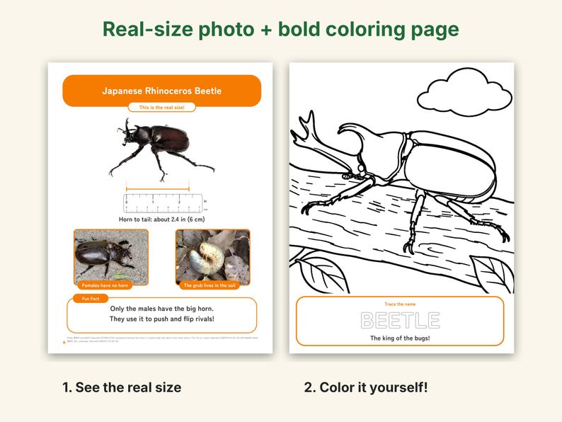 Puede incluir: Hoja de actividades educativa con un escarabajo rinoceronte japon&eacute;s, una foto a tama&ntilde;o real, una regla de 6 cm y una p&aacute;gina para colorear en blanco y negro del escarabajo sobre una rama con el texto BEETLE The king of the bugs.