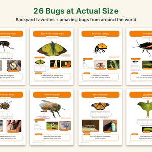 Puede incluir: Un p&oacute;ster educativo titulado 26 Bugs at Actual Size que presenta ocho perfiles de insectos, incluyendo el escarabajo rinoceronte japon&eacute;s, la mariposa colias, la mariquita de siete puntos, el escarabajo joya, el escarabajo h&eacute;rcules, la abeja, la mariposa monarca y la polilla luna.