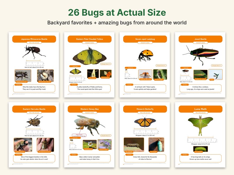 Puede incluir: Un p&oacute;ster educativo titulado 26 Bugs at Actual Size que presenta ocho perfiles de insectos, incluyendo el escarabajo rinoceronte japon&eacute;s, la mariposa colias, la mariquita de siete puntos, el escarabajo joya, el escarabajo h&eacute;rcules, la abeja, la mariposa monarca y la polilla luna.