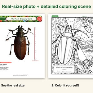 Giant Beetle Coloring Pages, Printable PDF, Hercules, Titan, Goliath & Stag Beetles With Actual-Size Photos, Kids Insect Activity image 2
