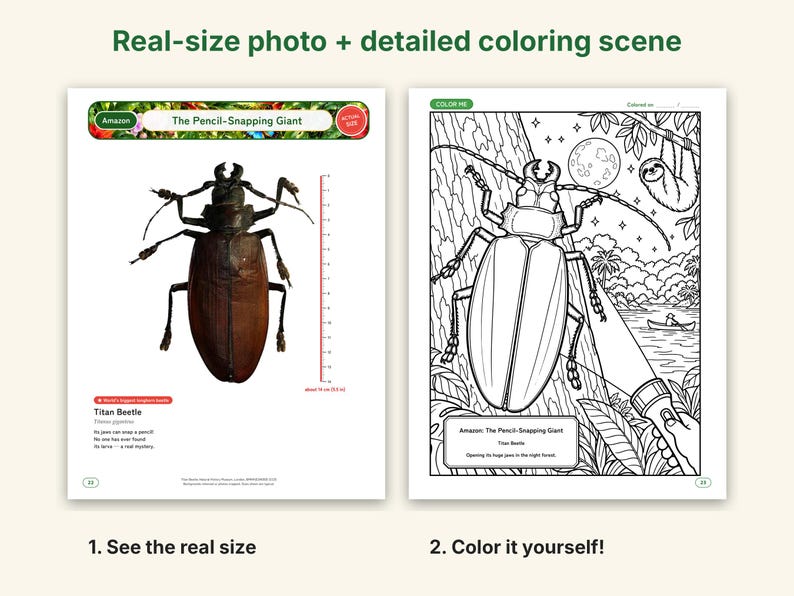 Giant Beetle Coloring Pages, Printable PDF, Hercules, Titan, Goliath & Stag Beetles With Actual-Size Photos, Kids Insect Activity image 2