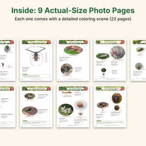 Dibujos para colorear de camuflaje e insectos extraños, PDF imprimible, mantis orquídea, insecto hoja, insecto palo con fotos a tamaño real, ciencia para niños imagen 3
