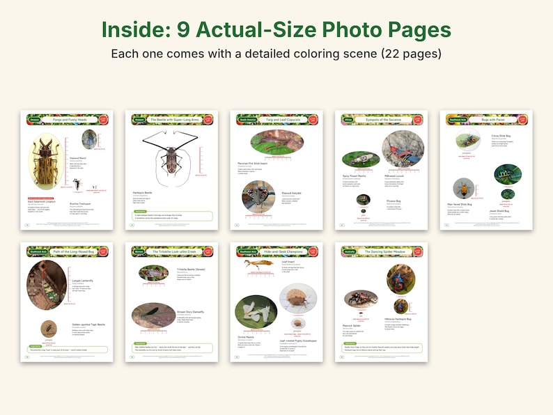 Dibujos para colorear de camuflaje e insectos extraños, PDF imprimible, mantis orquídea, insecto hoja, insecto palo con fotos a tamaño real, ciencia para niños imagen 3