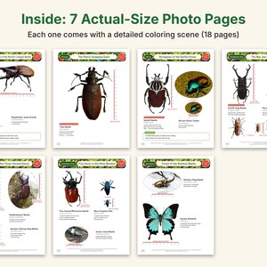 Giant Beetle Coloring Pages, Printable PDF, Hercules, Titan, Goliath & Stag Beetles With Actual-Size Photos, Kids Insect Activity image 3