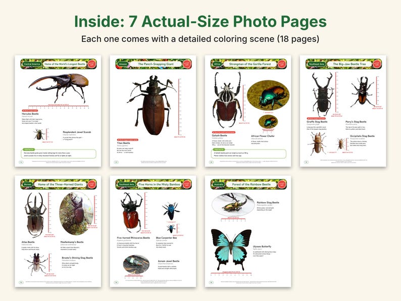 Giant Beetle Coloring Pages, Printable PDF, Hercules, Titan, Goliath & Stag Beetles With Actual-Size Photos, Kids Insect Activity image 3