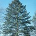 50 Blue Douglas Fir Tree Seeds, Pseudotsuga menzi glauca