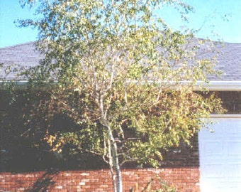 Betula Platyphylla 50 Whitespire Birch Tree Seeds Japonica