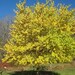 100 Osage Orange Tree Seeds, Maclura Pomifera