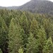 50 Green Douglas Fir Tree Seeds, Pseudotsuga taxifolia viridis