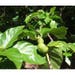 10 Noni Tree Seeds, Morinda citrifolia