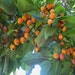 50 Date Plum Persimmon Tree Seeds, Diospyros lotus USA