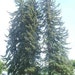 50 Pacific Silver Fir Tree Seeds, Abies amabilis - Dewinged
