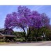10 Royal Empress Tree Seeds, Paulownia tomentosa