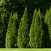 50 American Arborvitae Tree Seeds, Thuja Occidentalis