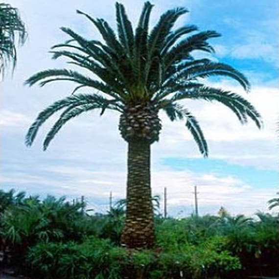 100 Canary Island Date Palm Tree Seeds Phoenix Canariensis Etsy