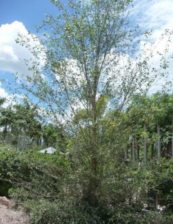 Betula Platyphylla 50 Whitespire Birch Tree Seeds Japonica