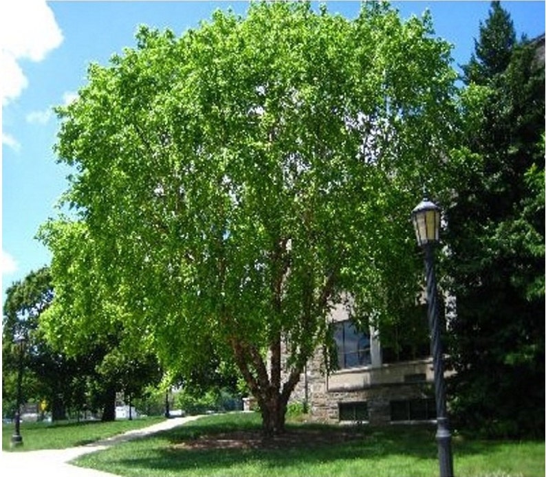 Betula Platyphylla 50 Whitespire Birch Tree Seeds Japonica
