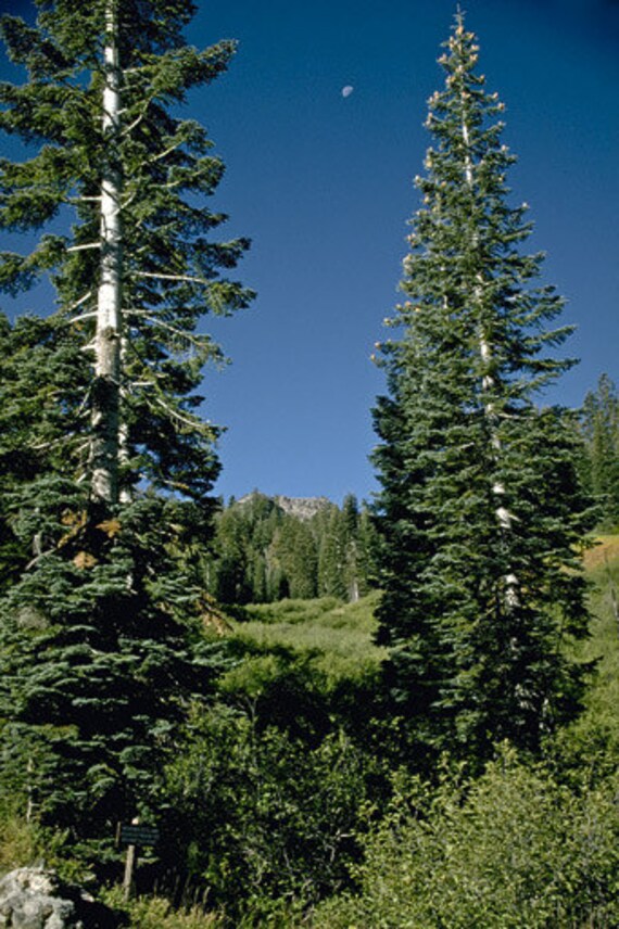 50 White Fir Tree Seeds Abies Concolor Iowiana 50 White Fir Tree Seeds Abies Concolor Iowiana