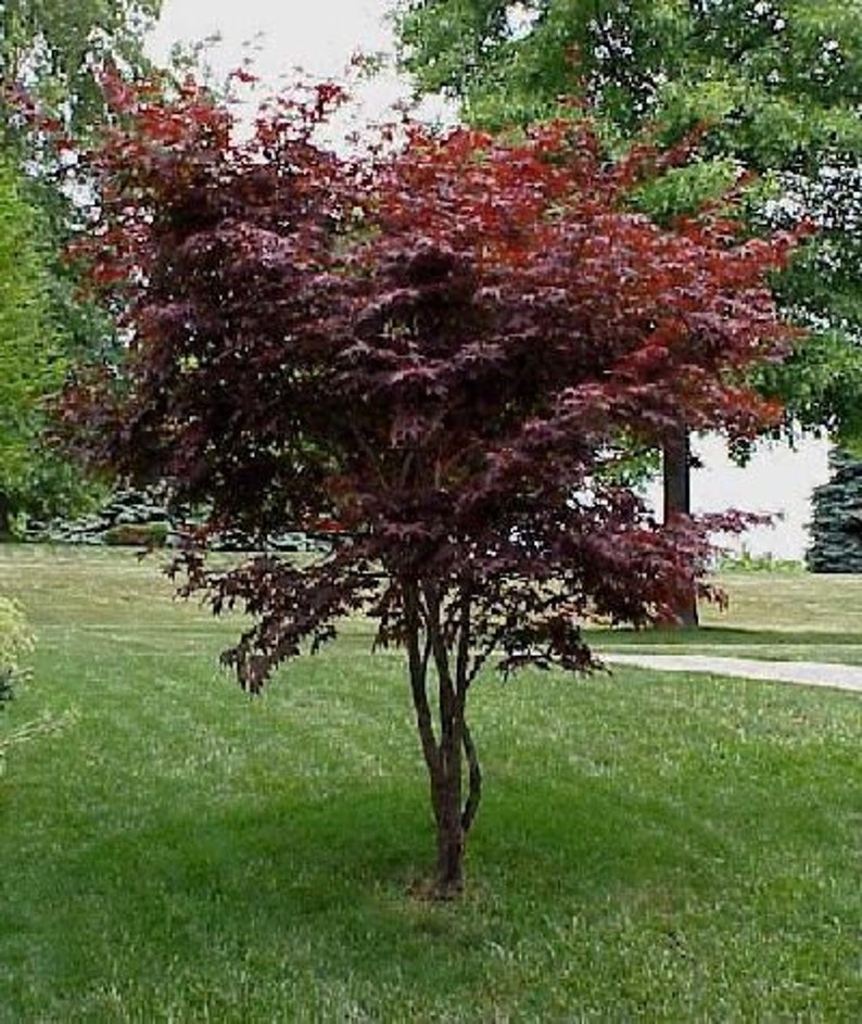 50 Japanese Maple Tree Seeds Acer Palmatum Small Seed 50 Japanese Maple Tree Seeds Acer Palmatum Small Seed