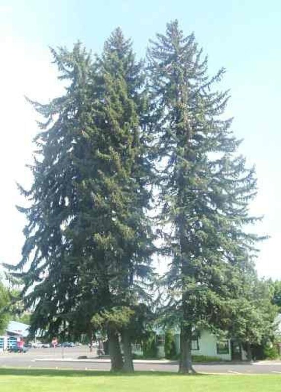 50 Pacific Silver Fir Tree Seeds Abies Amabilis Dewinged 50 Pacific Silver Fir Tree Seeds Abies Amabilis Dewinged