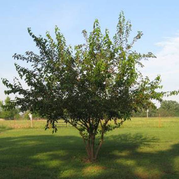 100 Red Mulberry Tree Seeds Morus Rubra | Etsy