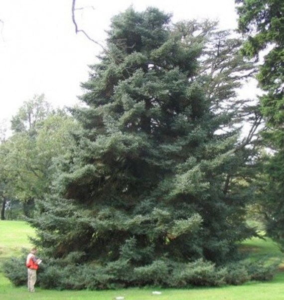 Spanish Fir Tree Seeds Abies Pinsapo 25 Spanish Fir Tree Seeds Abies Pinsapo 25