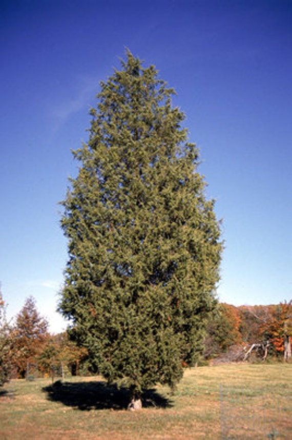 50 graines d'arbre cèdre rouge de l'est Juniperus Etsy