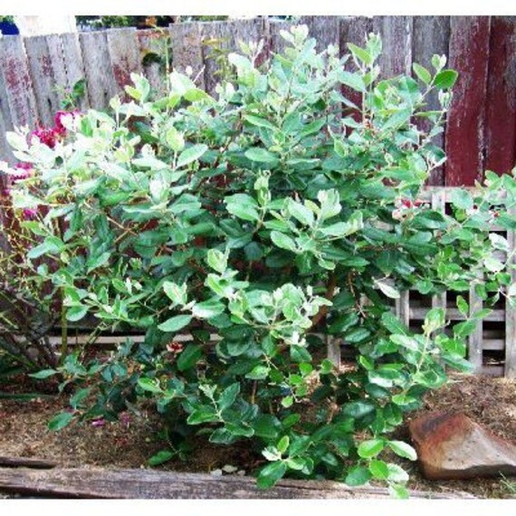 50 Pineapple Guava Tree Seeds Feijoa Sellowiana Etsy