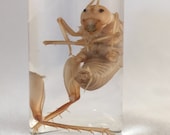 SEPARACIÓN grande grillo camello muestra húmeda.