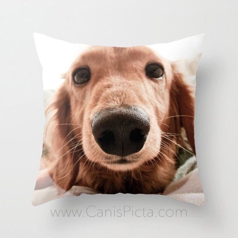BLACK RUBY TAN COCKER SPANIEL PUPPY CLOSE PHOTO PRINT 16/" Pillow Cushion Cover