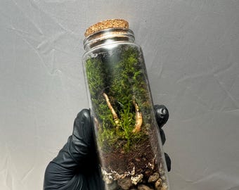 Mini Moss Terrarium in Glass Jar, Spiderwood Bioactive Closed Terrarium, Live Moss Gift, Desk Plant Decor