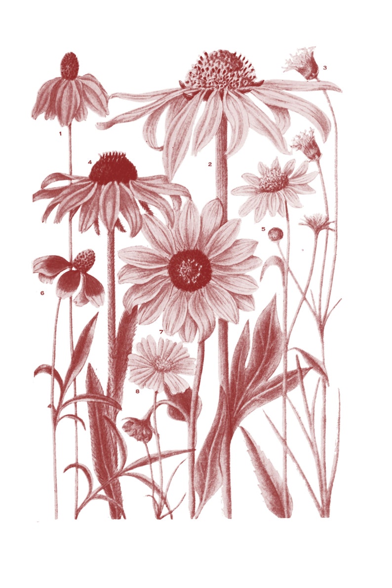 Sunflower Brushes ABR Digital 5 Vintage Botanical Etsy