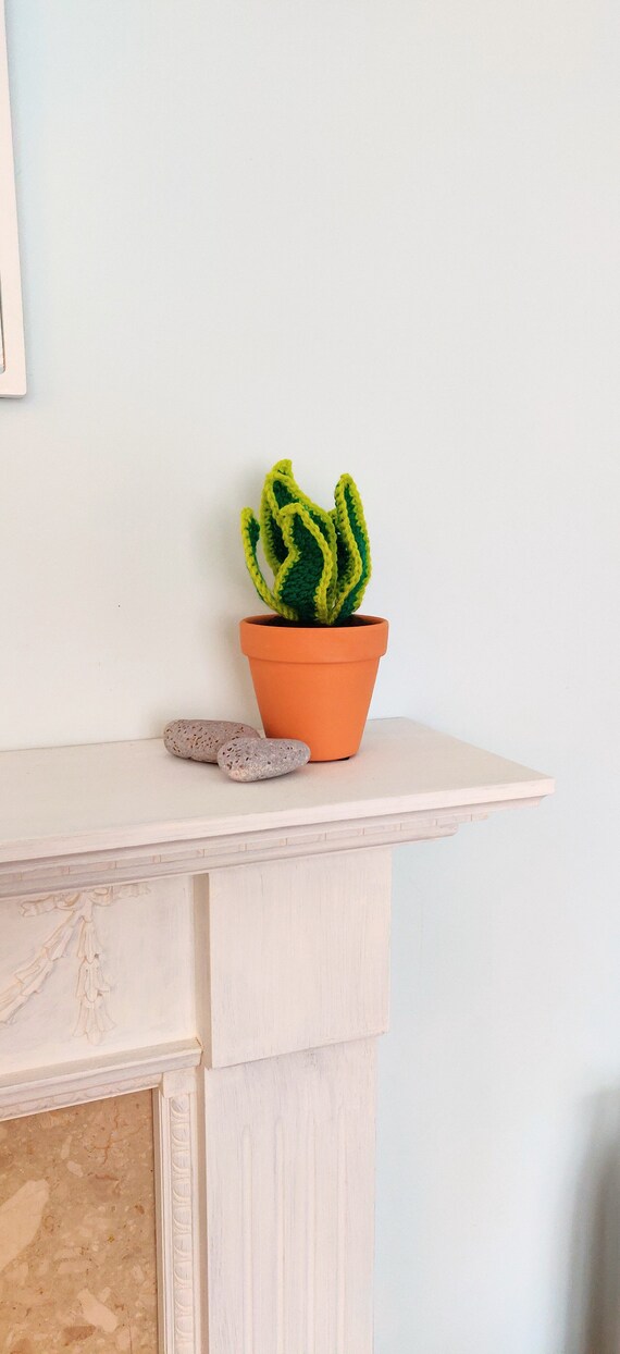 buy snake plantmother in law tongue plant Snake Plant  Jungle Plants