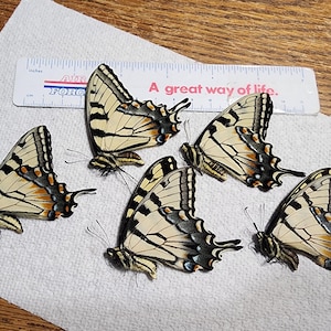 Unmounted Papilio glaucus Tiger Swallowtail Male, Yellow Black Butterfly Insect Unmounted Lepidoptera Entomology Papilion
