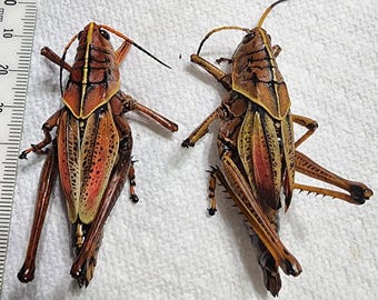 ONE Giant Eastern Lubber Grasshopper Romalea microptera from Florida Insect Entomology Orthoptera