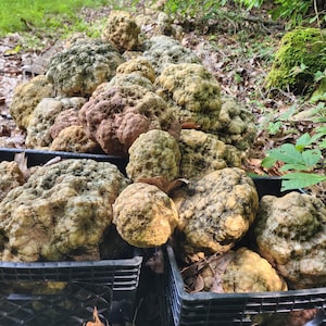 May include: A collection of rough, knobby, and textured wooden burls piled into two black plastic crates. The burls exhibit a mottled appearance with shades of tan, beige, brown, and hints of green, featuring irregular, bumpy, and rounded surfaces.