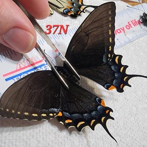 Ex-pupa Papilio glaucus Tiger Swallowtail Spring Form Female Black Form #37N Butterfly Insect Unmounted