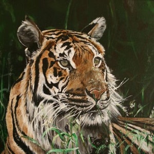Tigre, prelevata dal mio originale acrilico su tela, arte, bianco carta con busta bianca in una plastica trasparente manica - arte della fauna selvatica