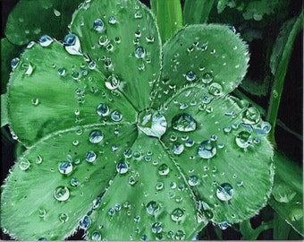 Waterleaf, a Fine Art card, blank with white envelope in clear plastic sleeve, taken from my original acrylic painting-nature, art, rain dew