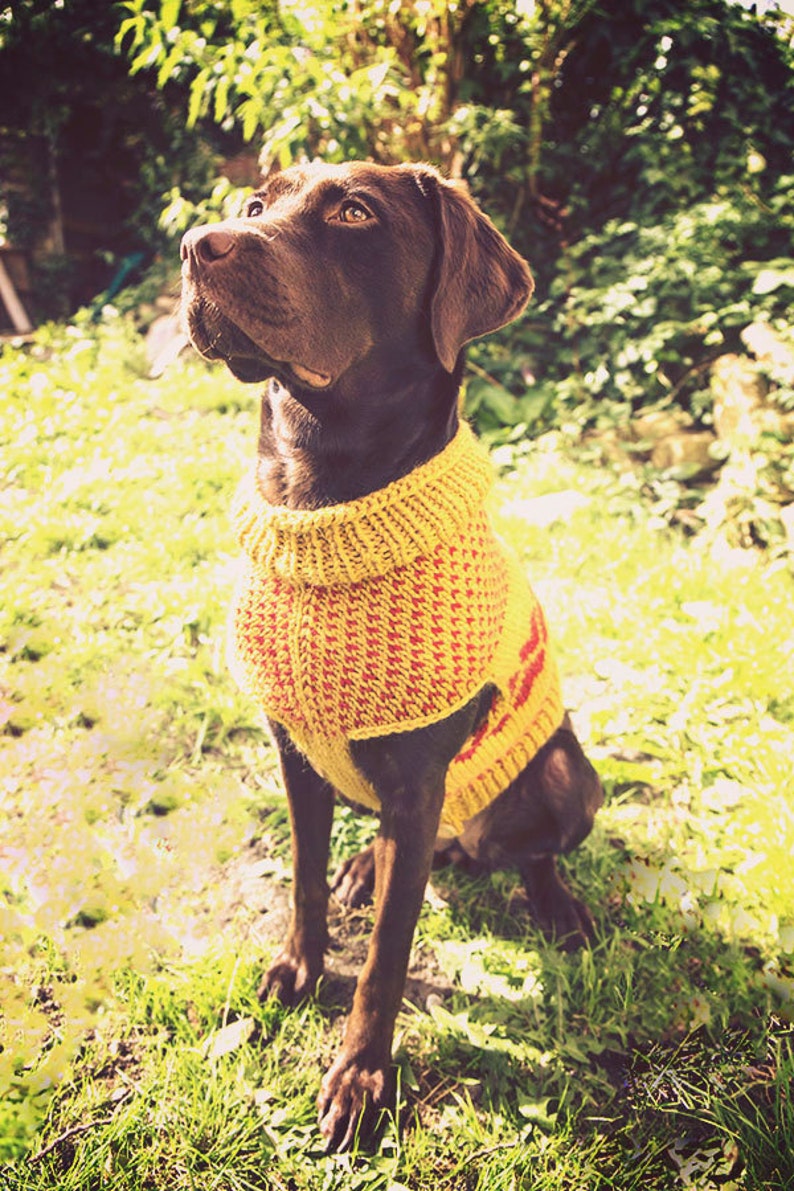The Lab Coat a Dog Sweater. Etsy UK