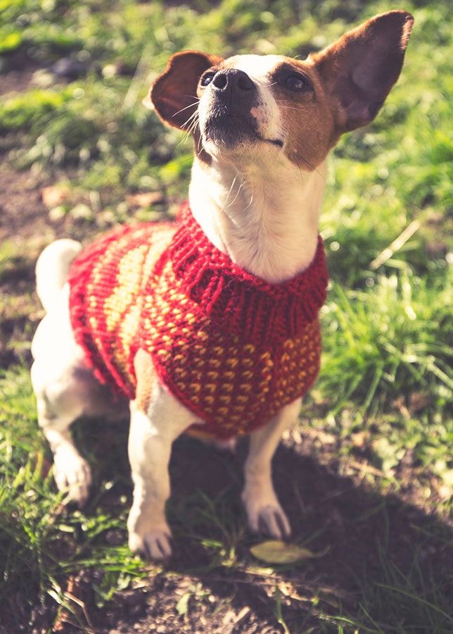 Jack Russell Jumper Knitting Pattern Free Knitted Dog Jumpers On Sale