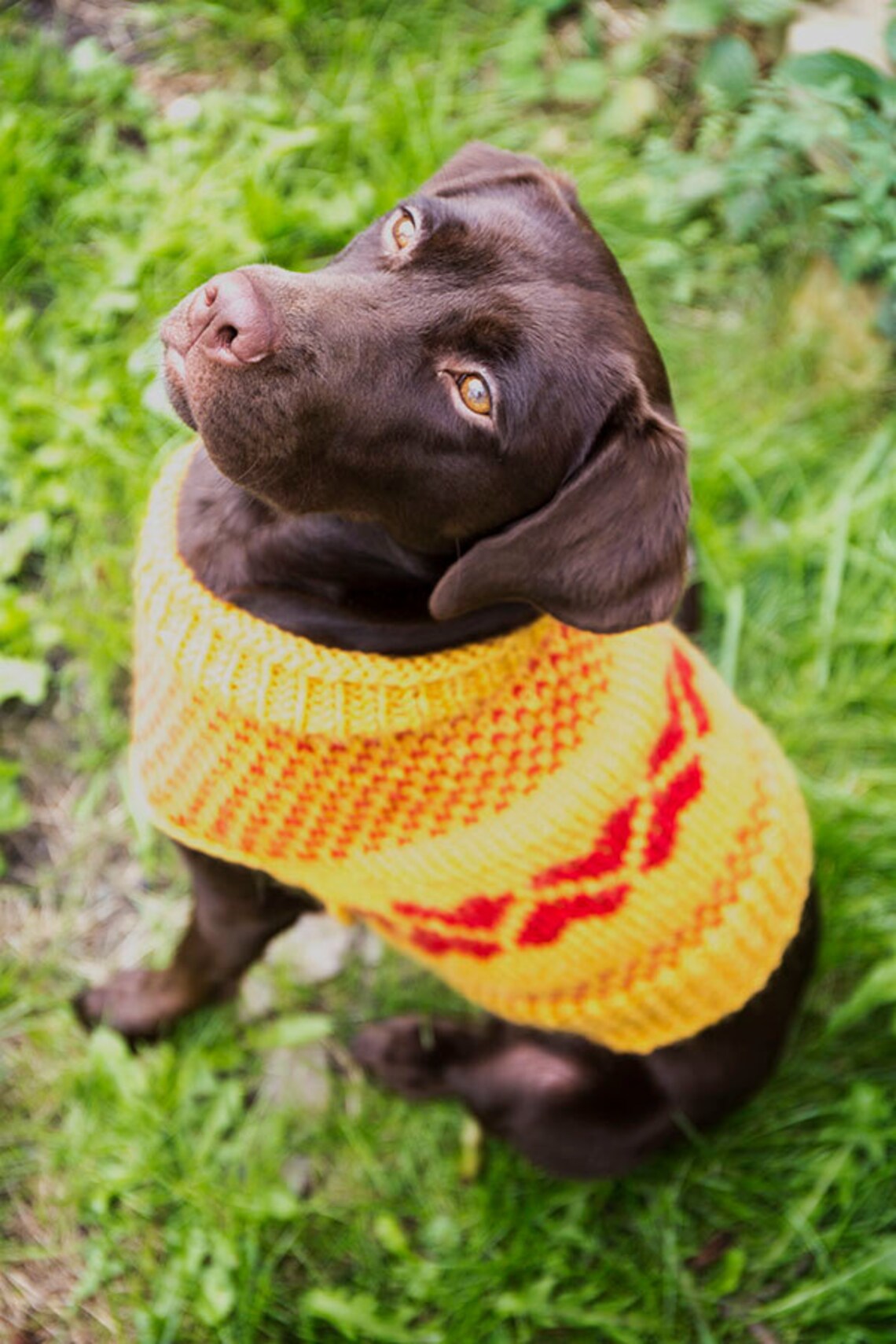 The Lab Coat a Dog Sweater. Etsy UK